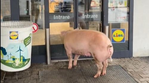 Friss hús az üzletben: egy éhes disznó kísérletet tett, hogy bejusson egy romániai Lidl áruházba – VIDEÓ!