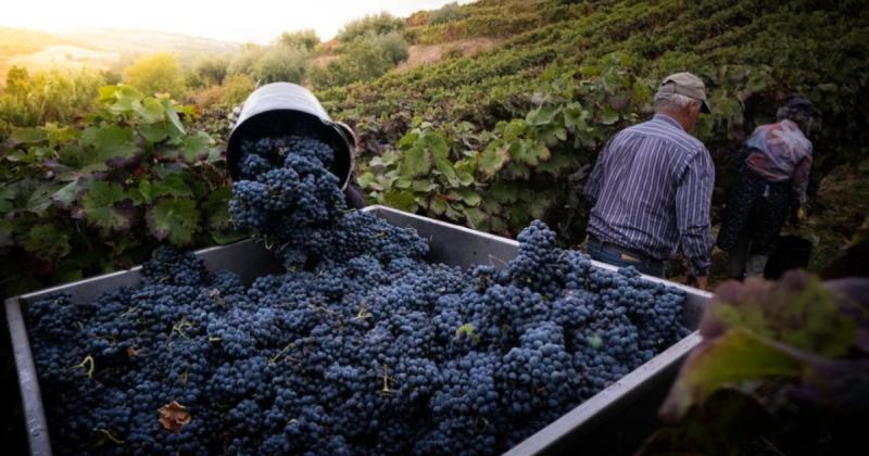 Törkölyből készült nyers alkohol? Mostantól támogatás áll rendelkezésedre!