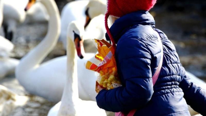 **Ne etesd a hattyúkat! 4 ok, amiért a vízimadarak etetése több kárt okoz, mint hasznot**

1. **Egészségügyi kockázatok**: A hattyúk és más vízimadarak etetése gyakran egészségtelen ételeket jelent számukra. A kenyér és a feldolgozott élelmiszerek nem hel