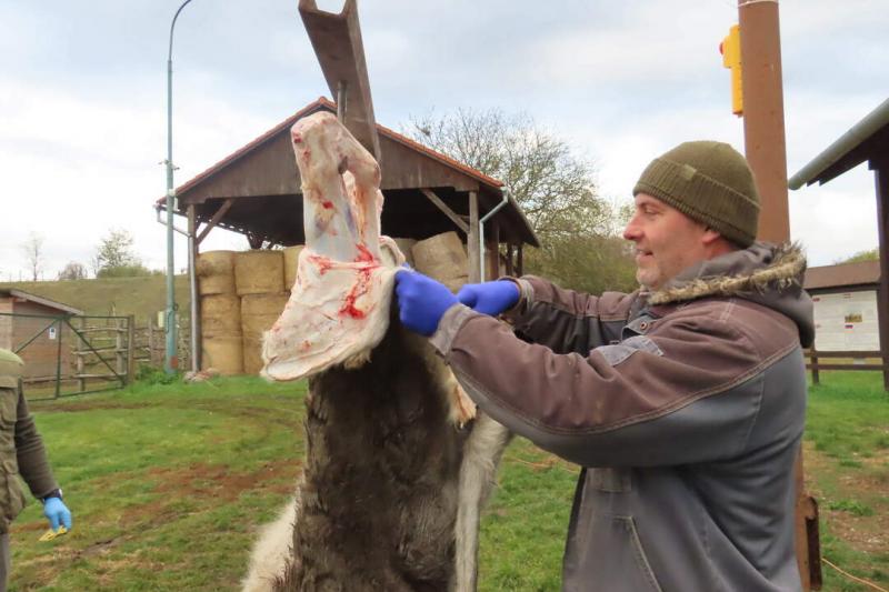 A kéméndi szikesek varázslatos világából származó biohús egy igazi különlegesség. Ez a hús nem csupán az ízletes jellege miatt vonzó, hanem a fenntartható gazdálkodás elveit követve készül. A helyi gazdák elkötelezettek amellett, hogy a természetes környe