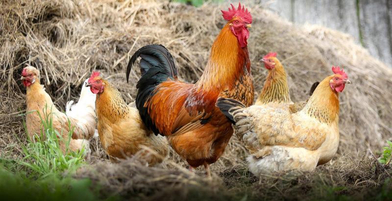 Manapság egyre többen választják a háztáji csirke tartását, és ennek több oka is van. Először is, a saját csirke nevelése lehetőséget ad arra, hogy friss, tápanyagokban gazdag tojásokat fogyasszunk, amelyek íze és minősége messze felülmúlja a bolti termék