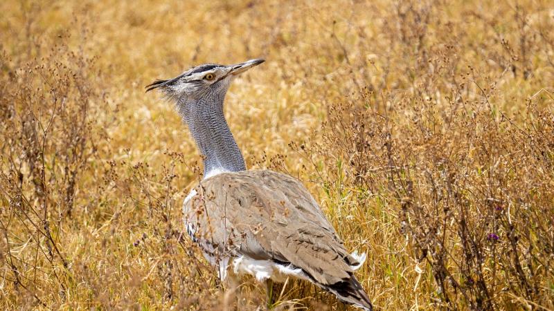 A kiskunsági nemzeti park különleges téli életmódja: így töltik a hideg hónapokat a túzokok

A Kiskunsági Nemzeti Park lenyűgöző tájai nemcsak a természetkedvelők, hanem a helyi fauna, így a túzokok számára is különleges otthont biztosítanak a téli hónapo