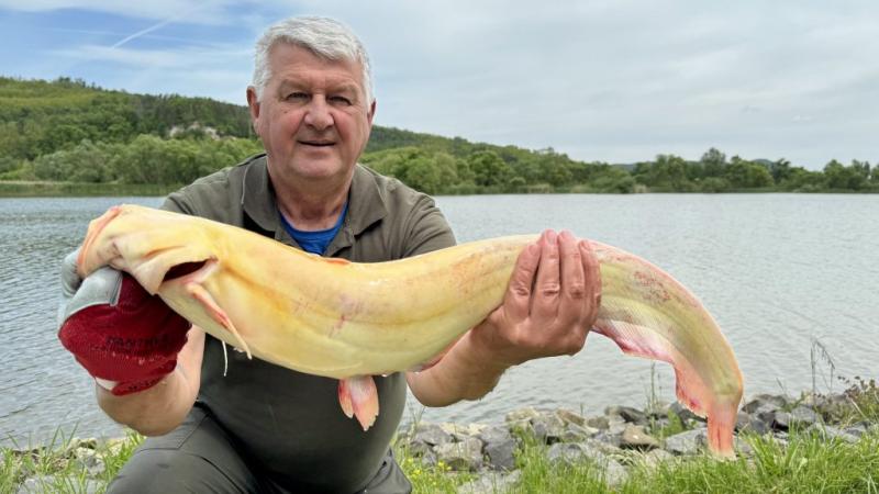 Aranyharcsák tucatjai bukkantak fel a népszerű nógrádi horgásztóban | Vidék színes csodái