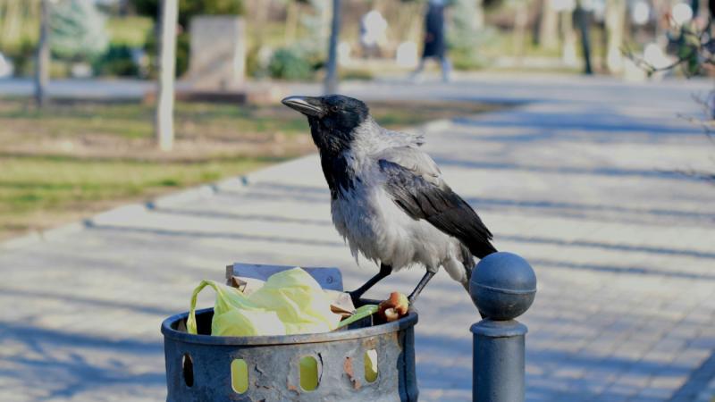 Orbán Zoltán a varjútámadások kapcsán megjegyezte: nem egy velociraptorral van dolgunk, hanem itt az ideje, hogy bátran szembenézzünk a kihívásokkal!