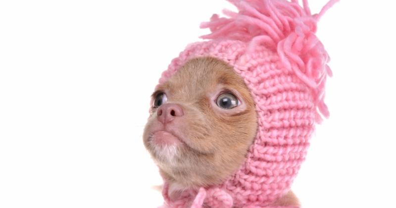 A légitársaságok szempontjából a repülőgépen utazó háziállatok a poggyászokkal azonos kategóriába tartoznak, ami a felelősségüket illeti. | Demokrata