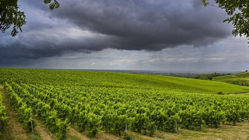 Ki gondolná, hogy az olasz bortermelés a szomorúság árnyékában leledzik?