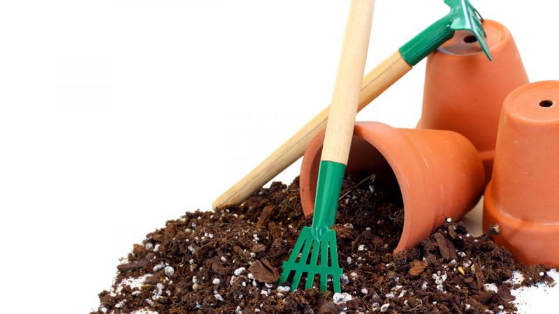 Hagyd magad mögött a petúniát! Ez a növény szinte minden évszakban pompázik virágokban.